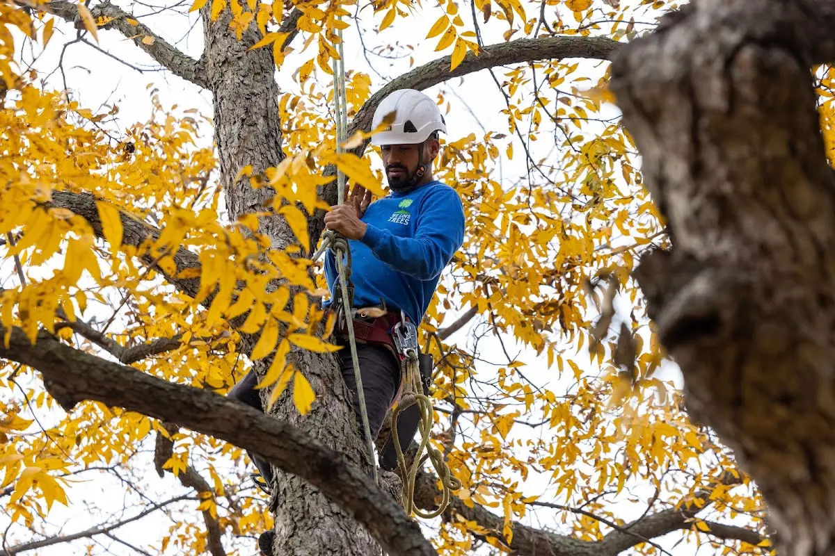 Skilled Tree Transplanting crew working in Quincy